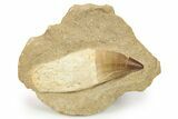 Rooted Mosasaur (Prognathodon) Tooth In Rock - Morocco #264634-1